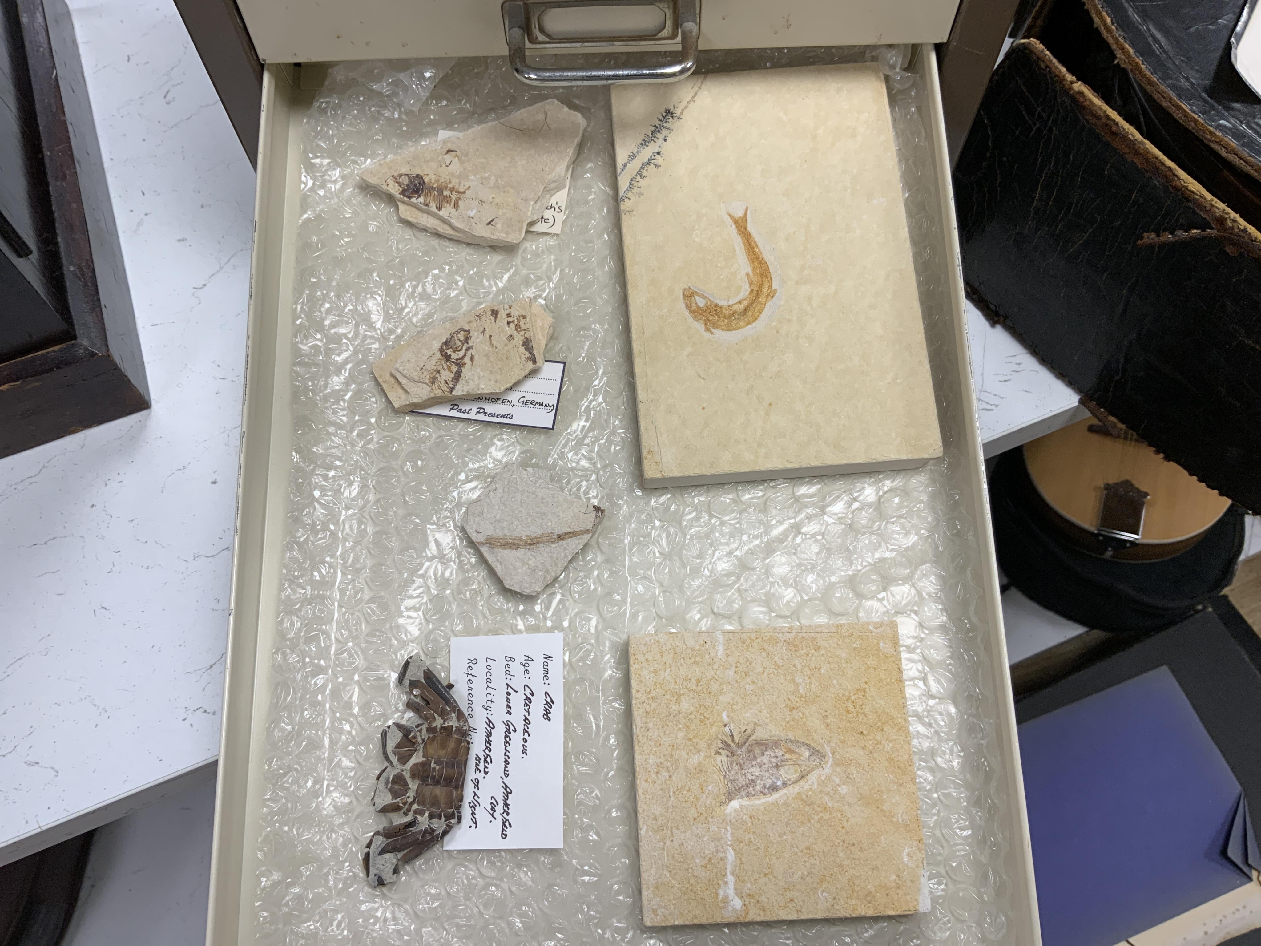 Fossil fish interest; a Bisley eight drawer cabinet containing a collection of seventeen fossil fish on matrix including Knightia from the Green River Formation Wyoming, together with fossilised vertebrae, fossil insects